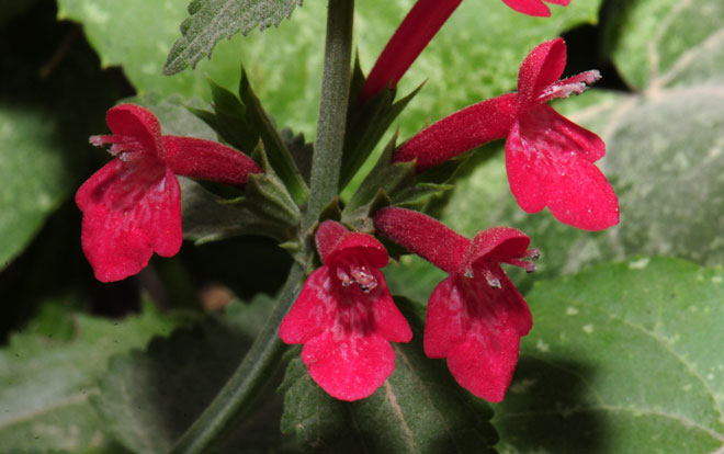 Stachys coccinea, Scarlet Hedgenettle